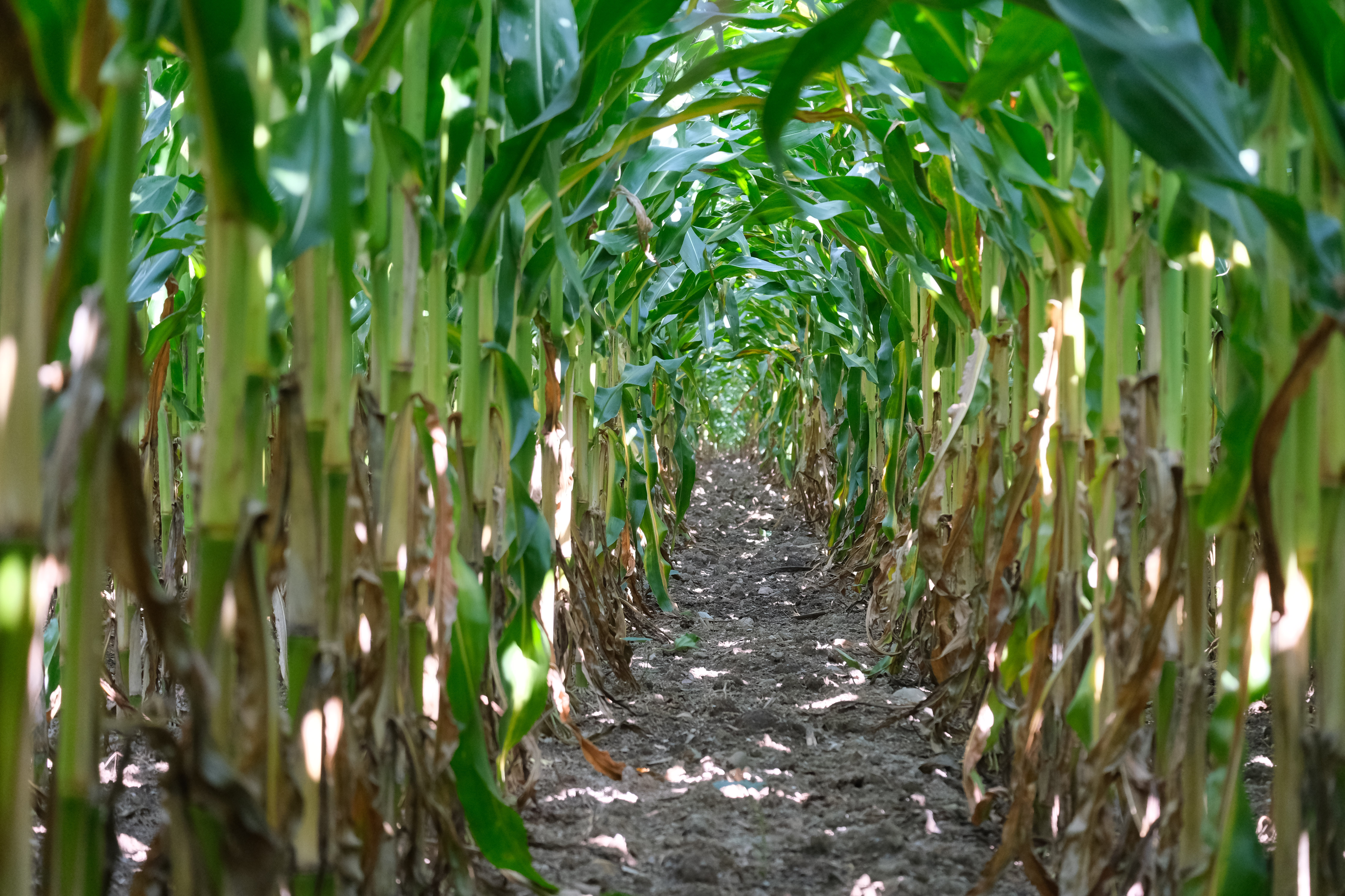 So much corn